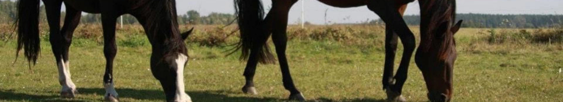 brązowy koń z czarną grzywą
