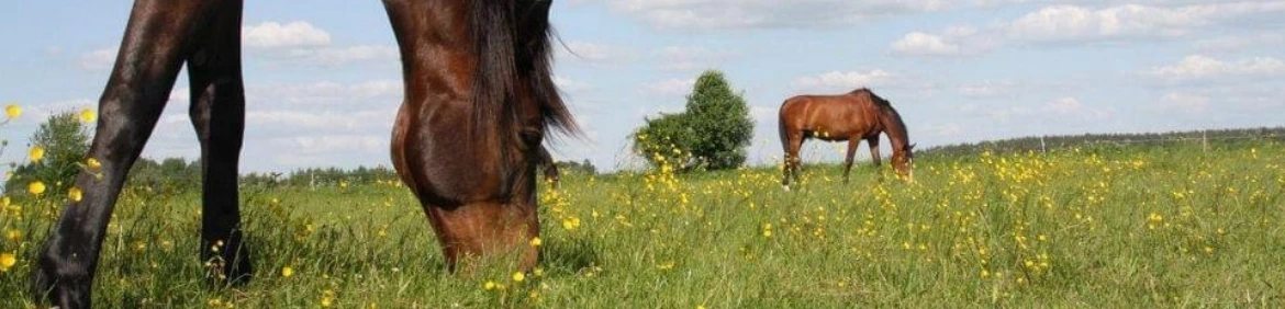 konie jedzące trawę